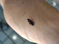 Arocatus melanocephalus