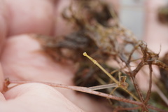 Utricularia geminiscapa