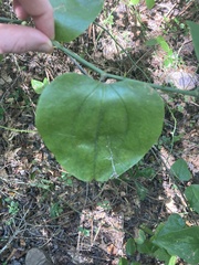Smilax rotundifolia