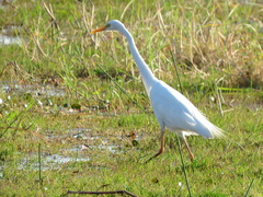 Ardea intermedia brachyrhyncha