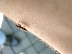 Arocatus melanocephalus