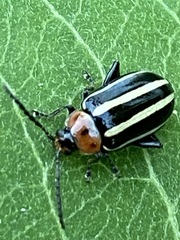 Disonycha glabrata