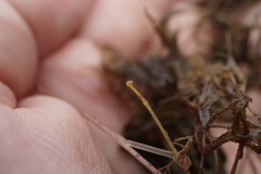Utricularia geminiscapa
