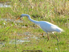 Ardea intermedia brachyrhyncha