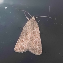 Caradrina clavipalpis