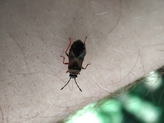 Arocatus melanocephalus