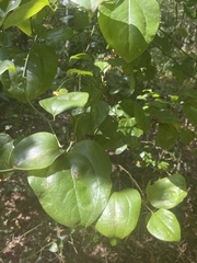 Smilax rotundifolia