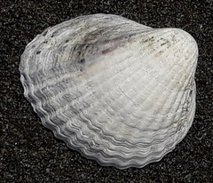 Cerastoderma edule