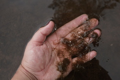 Utricularia geminiscapa