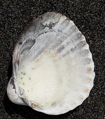 Cerastoderma edule