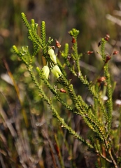 Erica urna-viridis