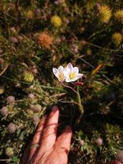 Hesperantha radiata