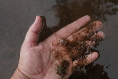 Utricularia geminiscapa