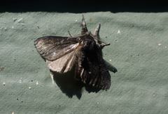 Dasychira grisefacta