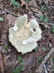 Virescentinae