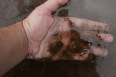 Utricularia geminiscapa
