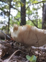 Virescentinae