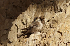 Ptyonoprogne fuligula