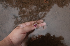 Utricularia geminiscapa