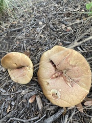 Pulchroboletus rubricitrinus