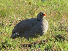 Pternistis adspersus