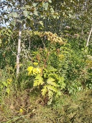 Heracleum maximum
