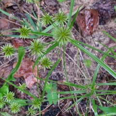 Cyperus croceus