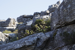 Leucadendron strobilinum