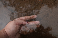 Utricularia geminiscapa