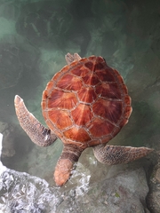 Carettinae