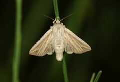Mythimna riparia
