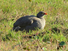 Pternistis adspersus