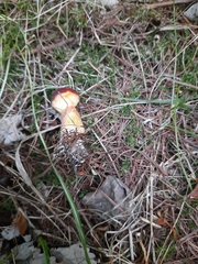 Suillus clintonianus