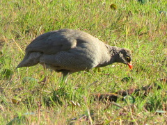 Pternistis adspersus