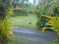 Gallus gallus domesticus