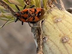 Spilostethus pandurus