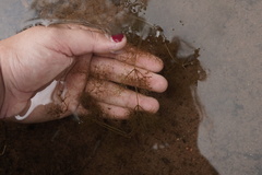 Utricularia geminiscapa