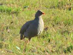 Pternistis adspersus