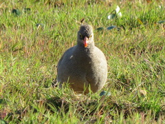 Pternistis adspersus