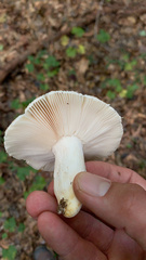 Russula crustosa