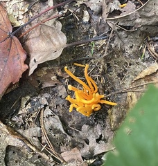 Calocera viscosa
