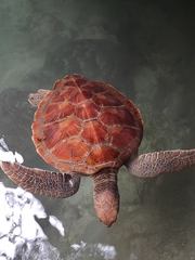 Carettinae