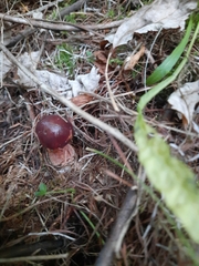 Suillus clintonianus
