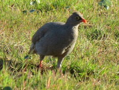 Pternistis adspersus