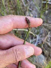 Equisetum laevigatum