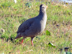 Pternistis adspersus