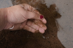 Utricularia geminiscapa