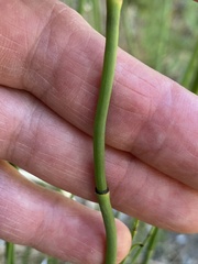 Equisetum laevigatum