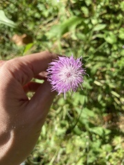 Centaurea