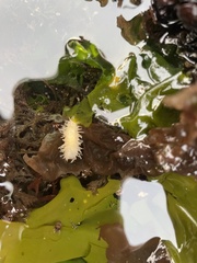 Eupentacta quinquesemita